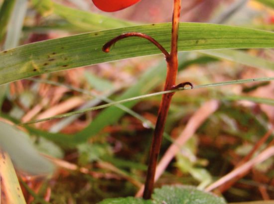 Näituse avamine: sõna saab ajakirja "Vaimupuu" keeletoimetaja Kerttu Rakke